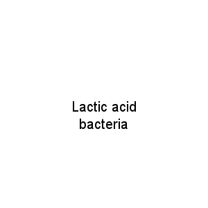 Lactic acid bacteria